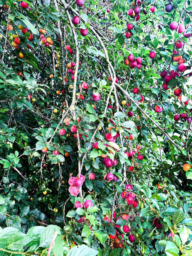 Holiday Home Les Plachettes Flobecq Ngoại thất bức ảnh